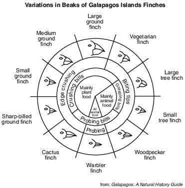 labs, lab, the beaks of finches fig: lenv12012-exam_g22.png